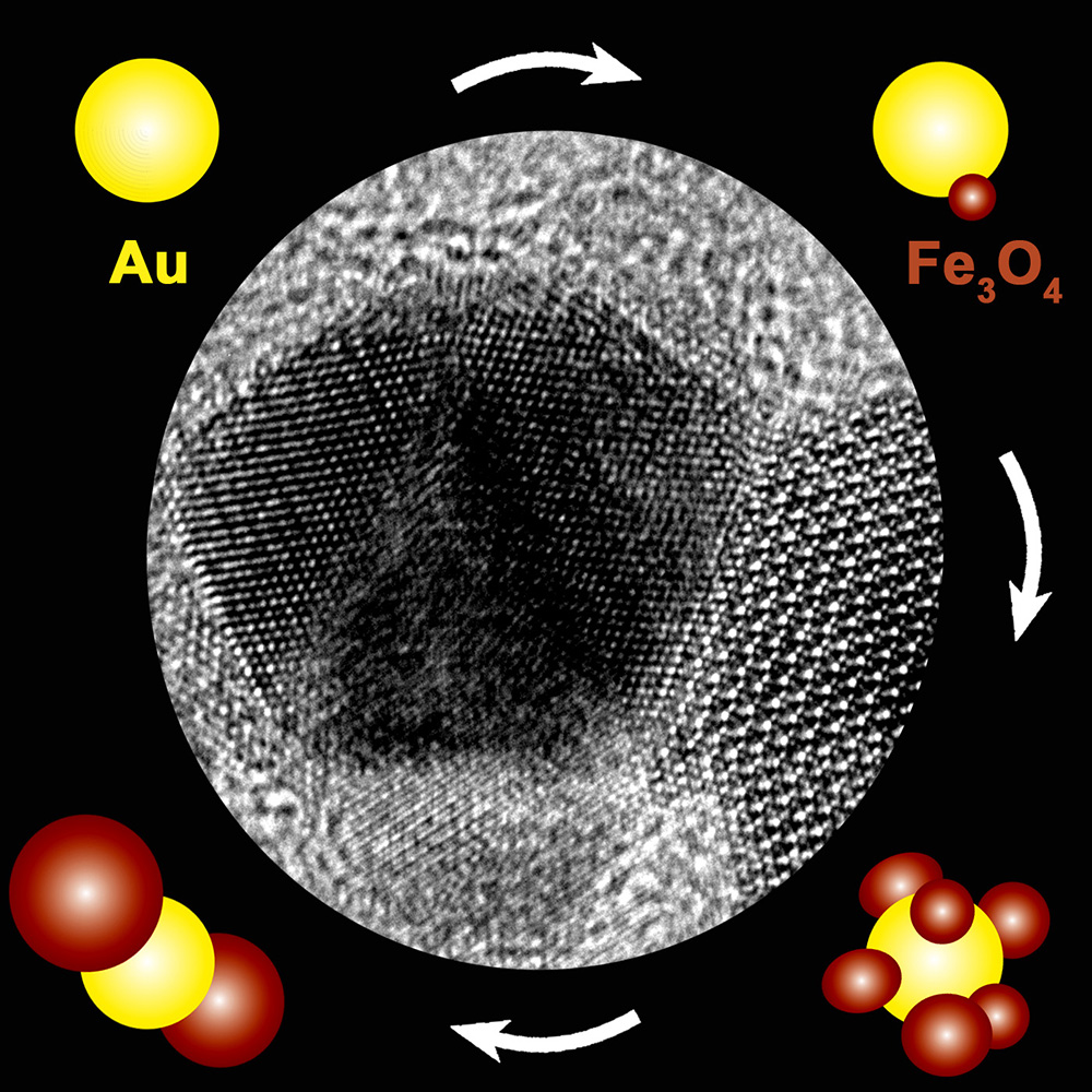 Picture of publication: Synthesis, shape control, and optical properties of hybrid Fe<sub>3</sub>O<sub>4</sub>-Au “nanoflowers”