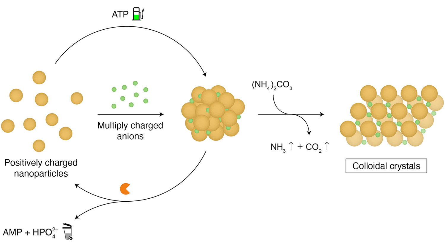 Picture of publication: Electrostatic co-assembly of nanoparticles with oppositely charged small molecules into static and dynamic superstructures