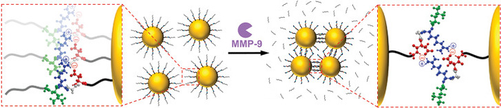 Picture of publication: Self-complementary zwitterionic peptides direct nanoparticle assembly and enable enzymatic selection  of Endocytic Pathways