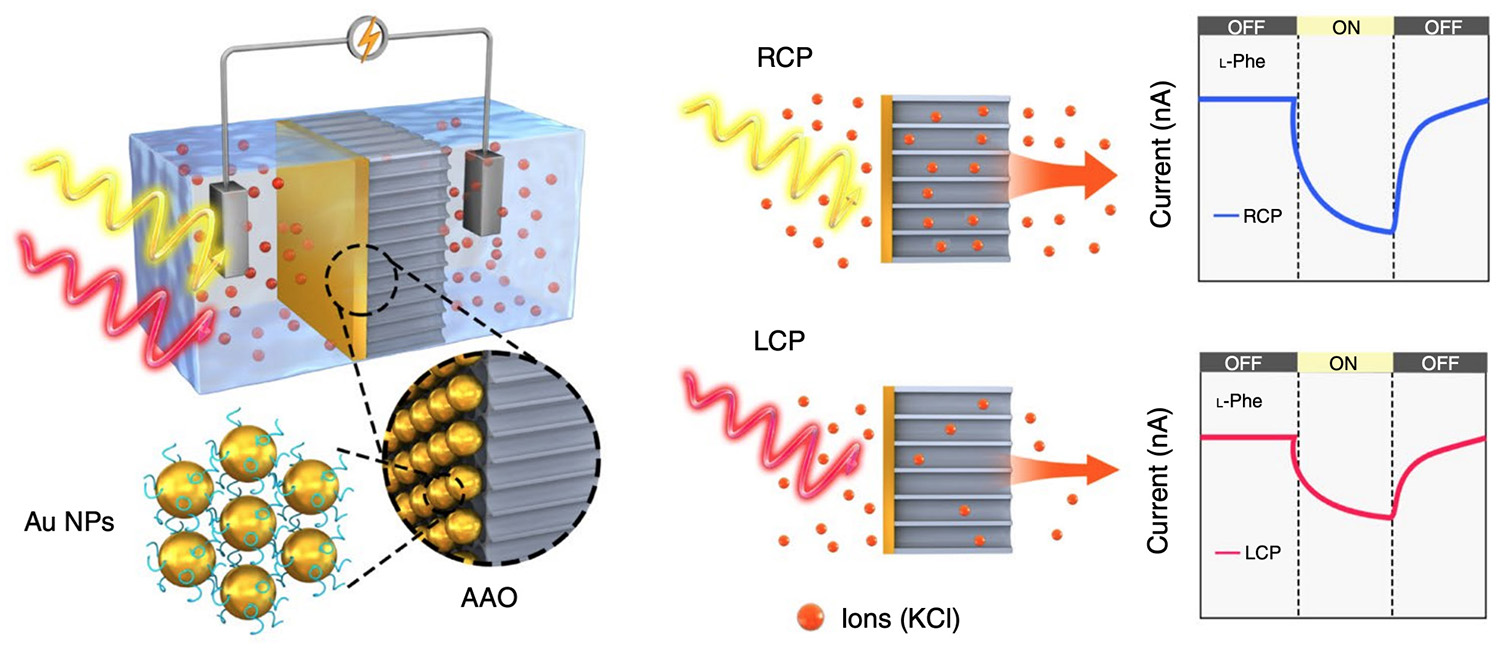 Picture of publication: Polarization-sensitive optoionic membranes from chiral plasmonic nanoparticles