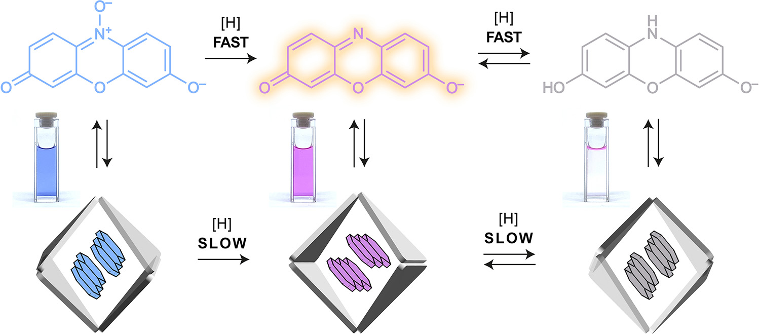 Picture of publication: Encapsulation within a coordination cage modulates the reactivity of redox-active dyes